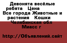 Девонята весёлые ребята › Цена ­ 25 000 - Все города Животные и растения » Кошки   . Челябинская обл.,Миасс г.